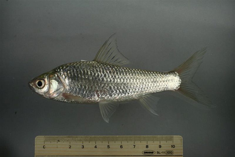 Gymnostomus siamensis Ban Yai, Phak Hai, Ayutthaya, Thai