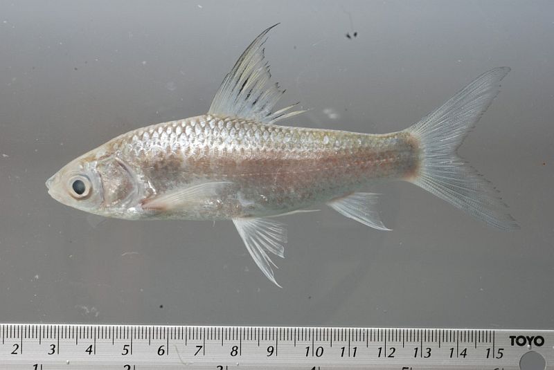 Gymnostomus siamensis Long Xuyen Mar.ket, Long Xuyen, An Giang, Vietnam