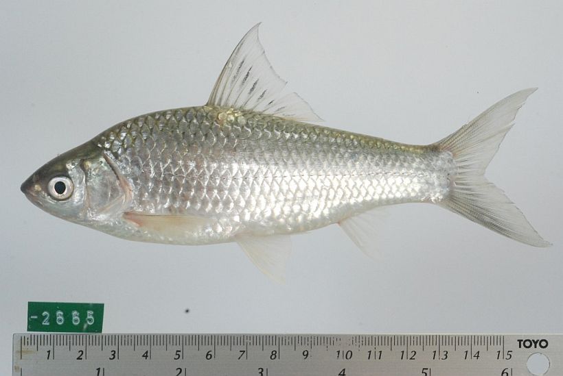 Gymnostomus siamensis Pursat Markeet, Sam povmeas, Pursat, Cambodia