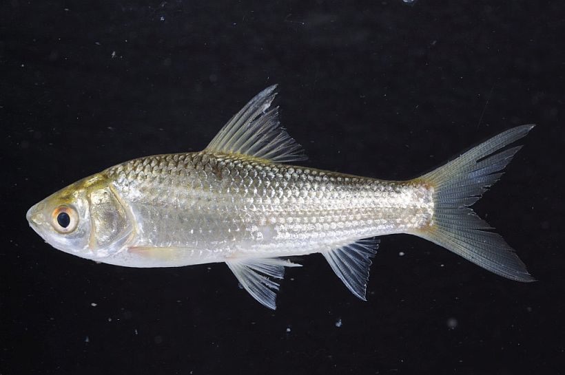 Gymnostomus siamensis Tonle Sap River, Phnom Penh, Cambodia