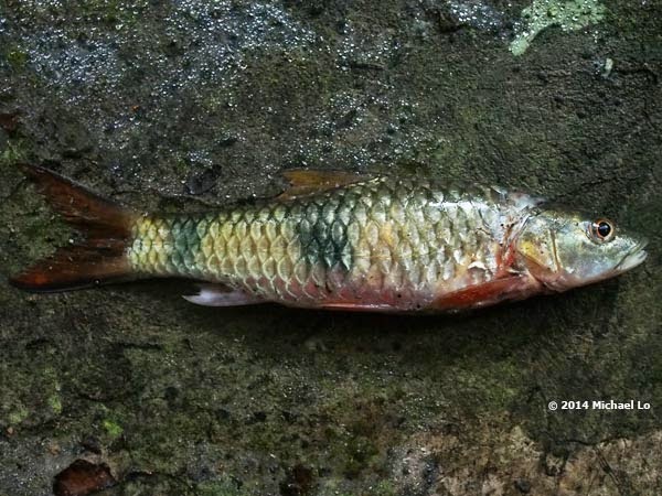 Specimen collected from the stream in the following images.
