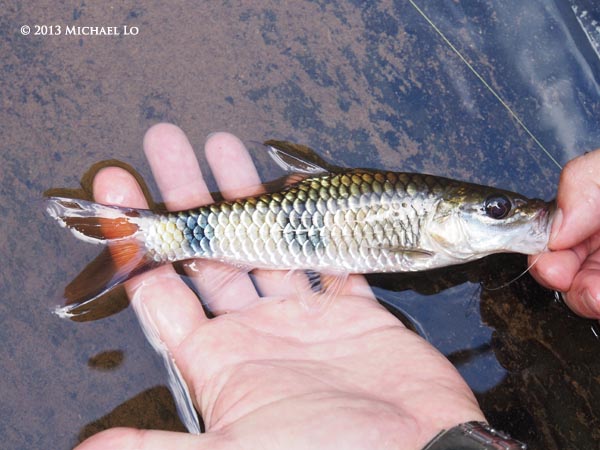 Subadult from Sarawak.
