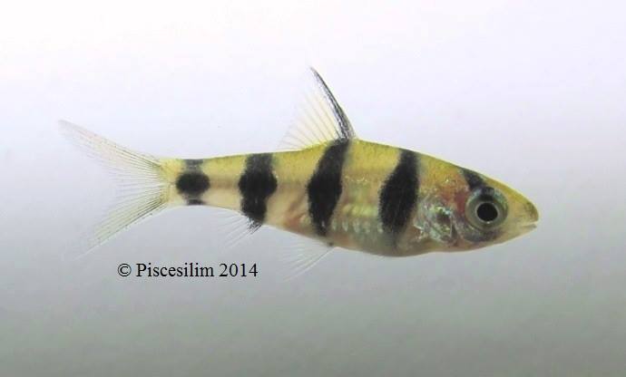 Juvenile specimen from Peninsular Malaysia.