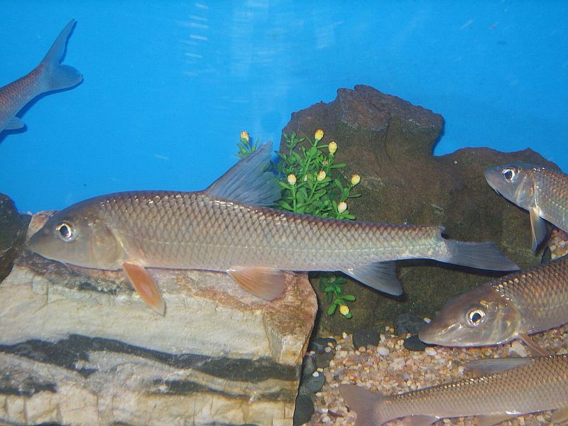 Individuals on sale in the Korean aquarium trade. The fish in the centre of the image has a damaged upper caudal-fin lobe.