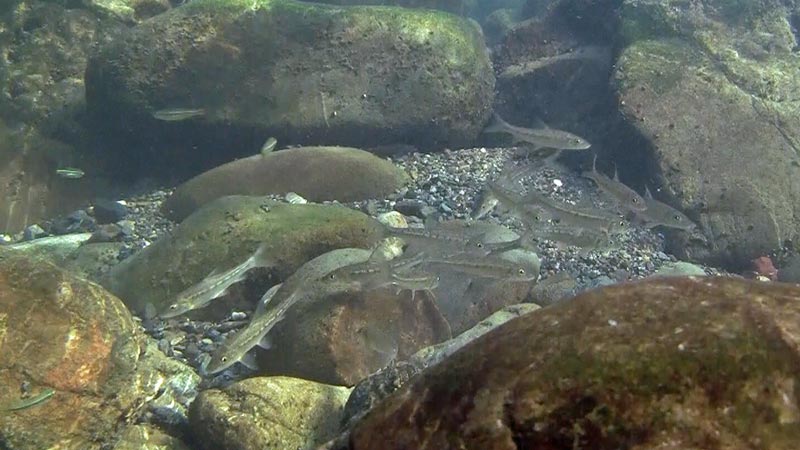 A group of subadults in their natural habitat, Japan.