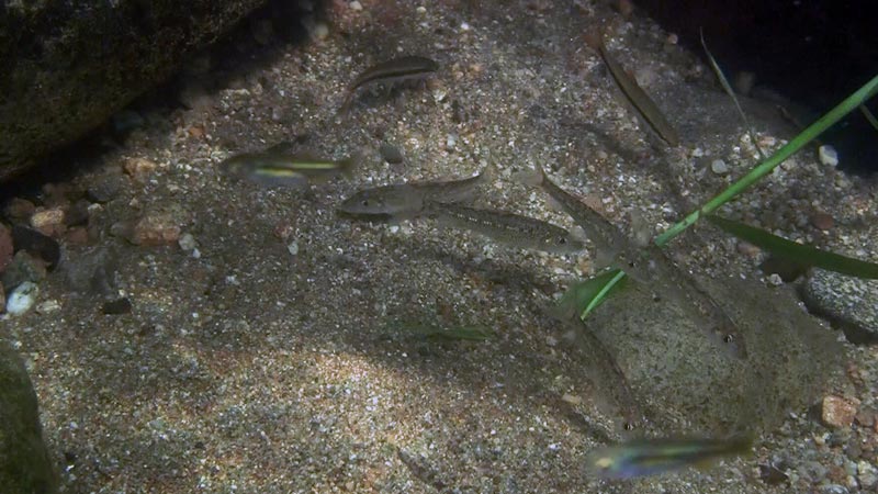 Juvenile specimens in their natural habitat, Japan.