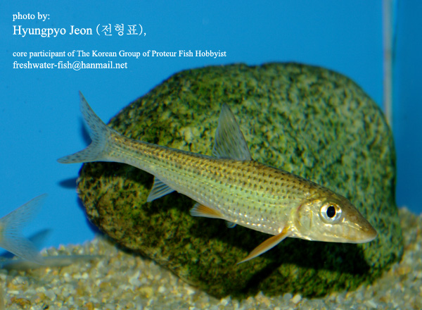 Specimen from South Korea in the aquarium.