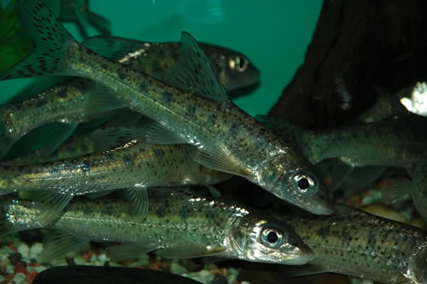Juvenile specimens from the Chinese aquarium trade.