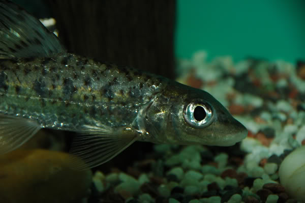 Detail of head and anterior portion of body; juvenile individual.