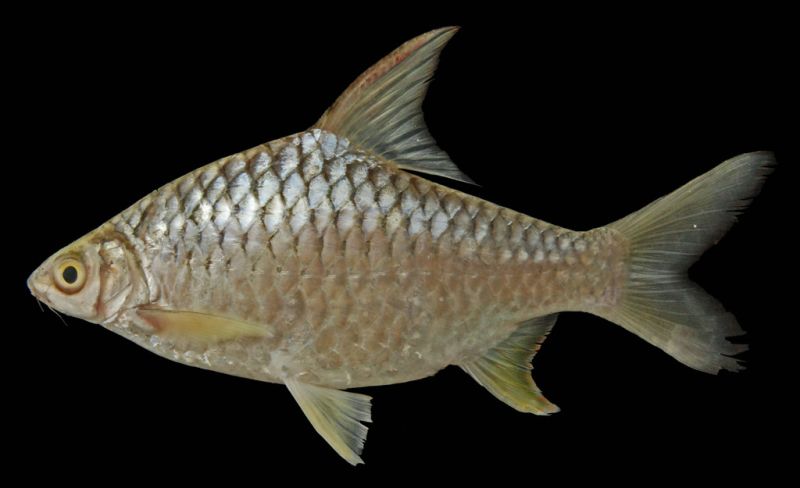 Adult female from Cambodia.