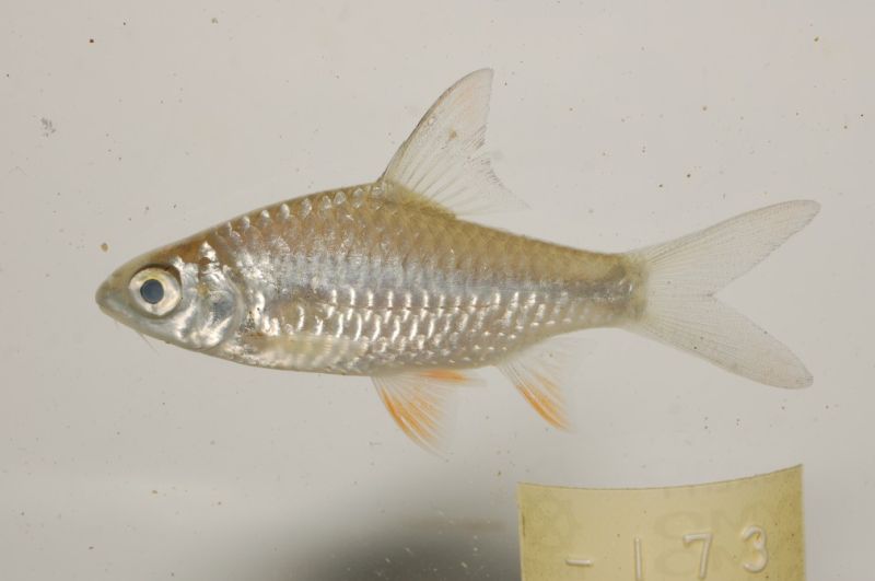 Juvenile from Kratié province, northeastern Cambodia.
