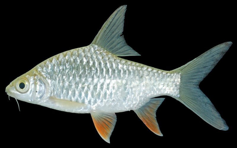 Subadult from Ratanakiri province, northeastern Cambodia.