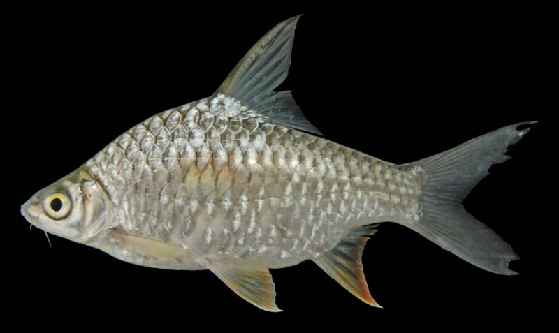 Adult male from Cambodia.