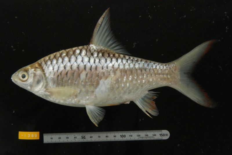 Adult specimen from Ratanakiri province, northeastern Cambodia.
