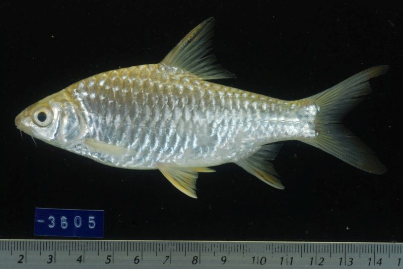 Subadult from Prey Veng province, southern Cambodia.