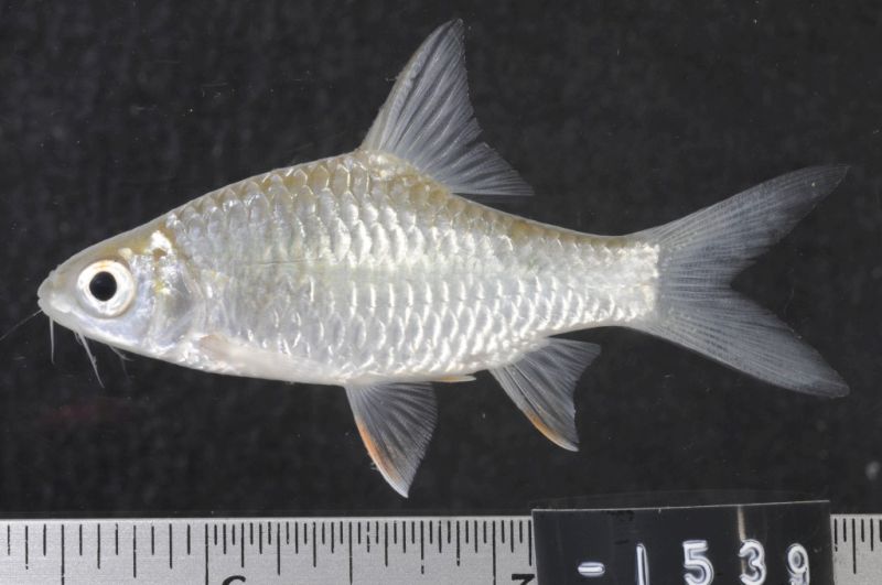 Juvenile from Ratanakiri province, northeastern Cambodia.