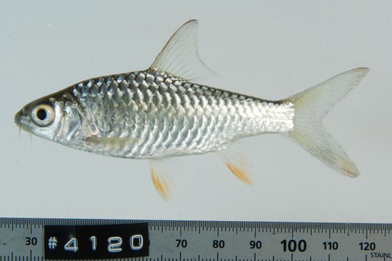 Subadult from the Mekong River at Luang Prabang, northern Laos.