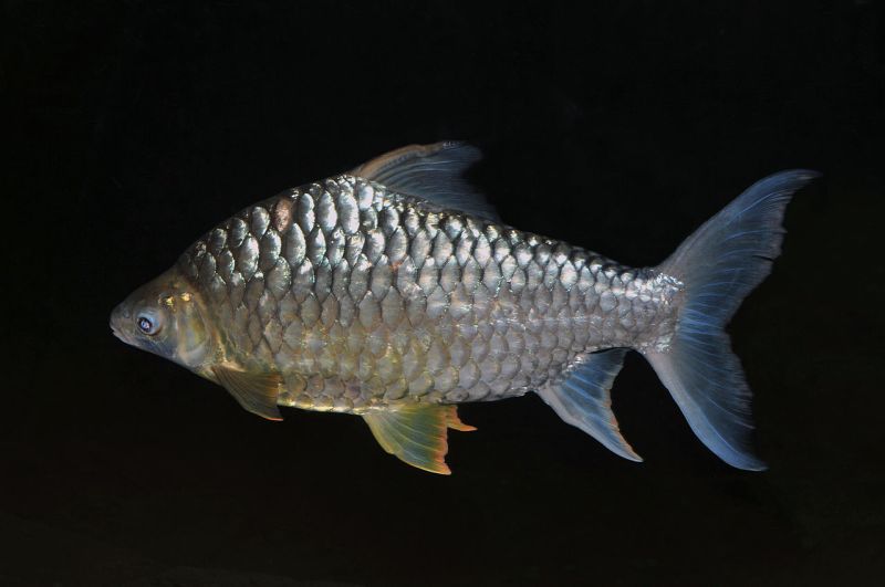Adult individual photographed at Leipzig Zoological Garden, Leipzig, Germany.