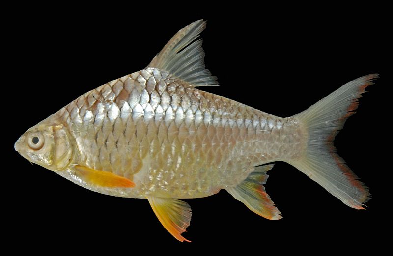 Adult specimen.