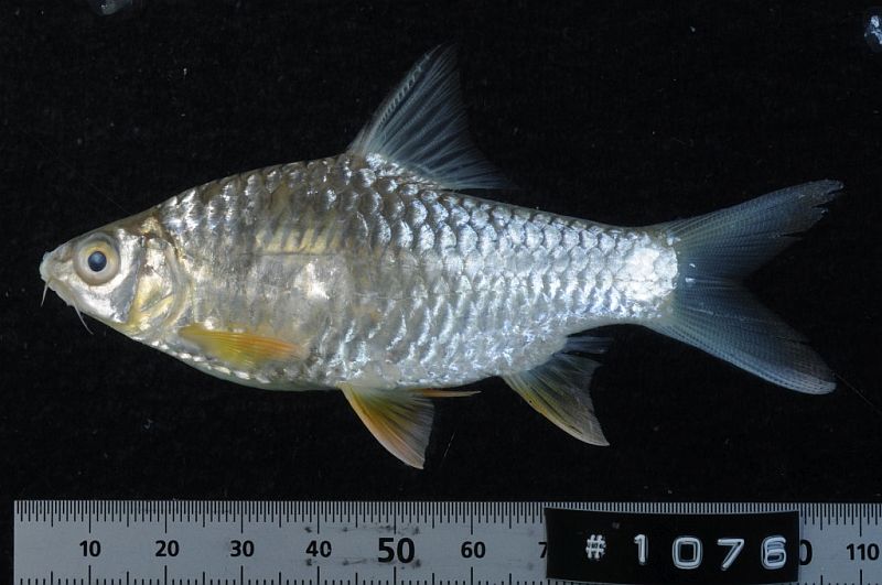 Subadult from Savannakhét province, southern Laos.