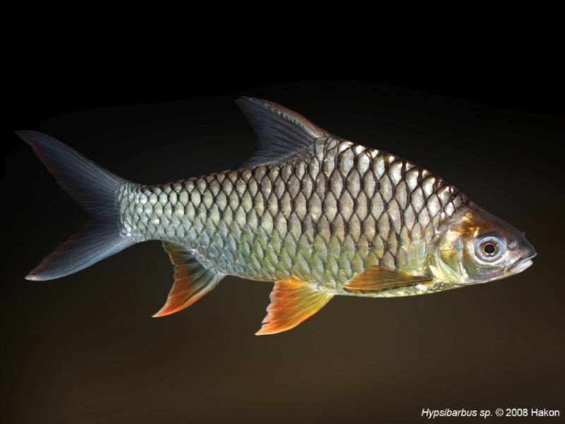 Putative adult male individual in the aquarium.