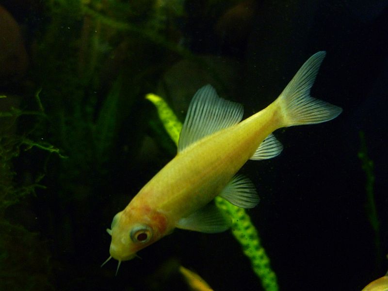 Juvenile specimen of the ornamental albino form.