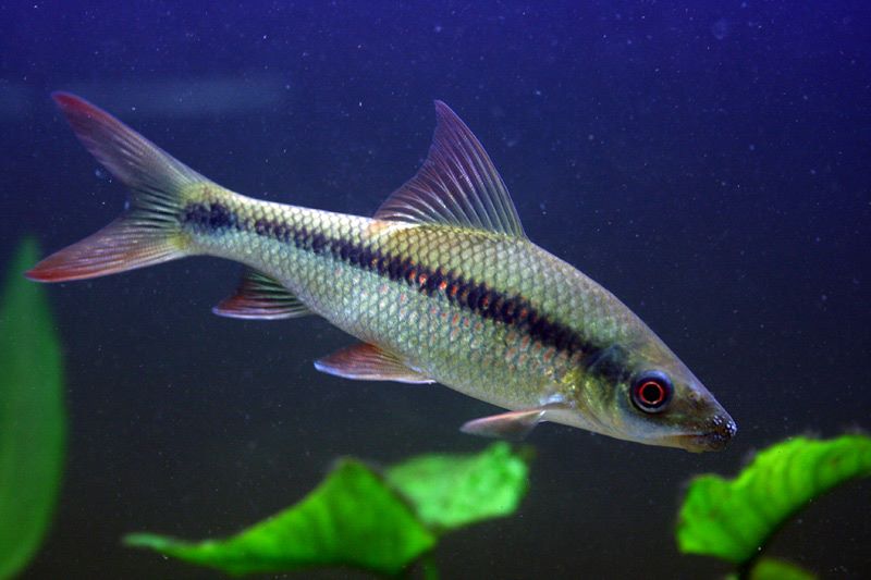 Adult individual.