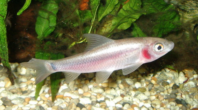 Juvenile from the UK aquarium trade.