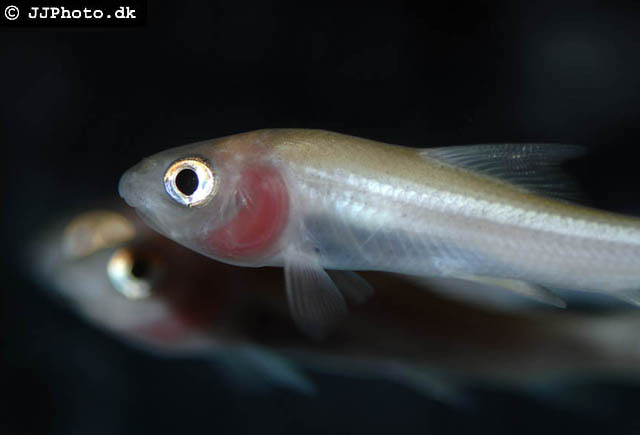 Detail of head and anterior portion of body; juvenile individual.