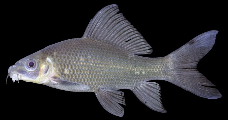 Subadult specimen.