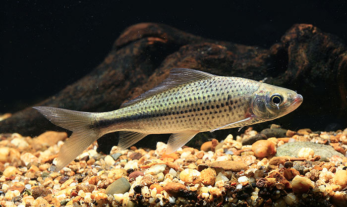 Specimen from a tributary within the Salween River basin, Thailand.
