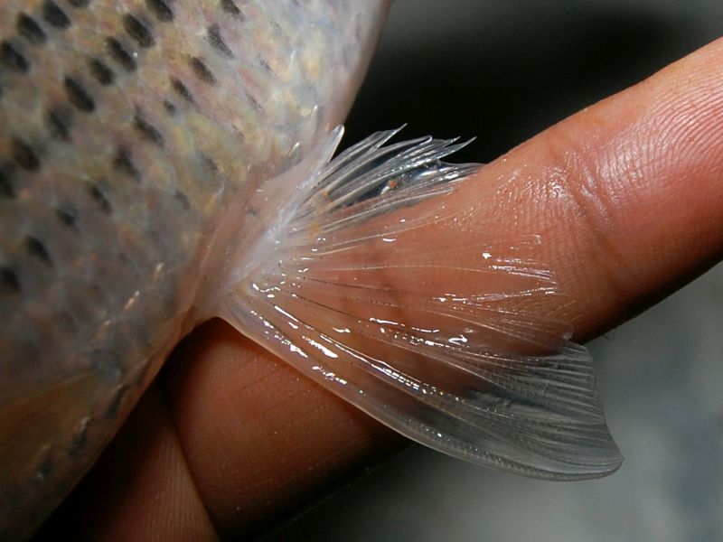 Detail of pelvic fin.