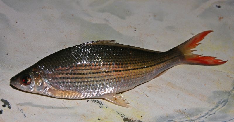 Adult specimen from the Mentaya River system, Kalimantan, Indonesia (Borneo).