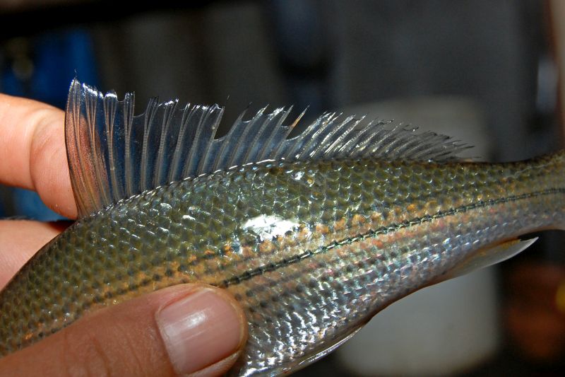 Detail of dorsal-fin and central portion of body.