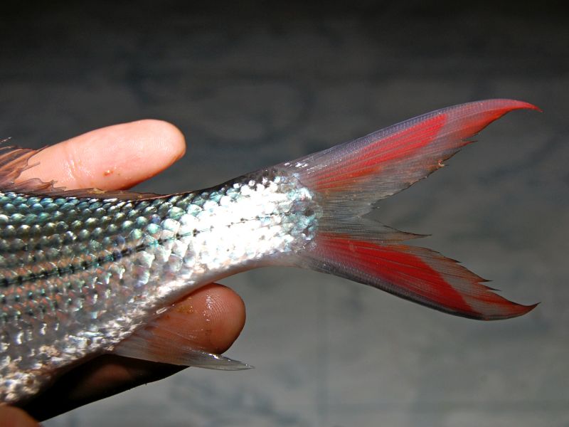 Detail of caudal-fin.