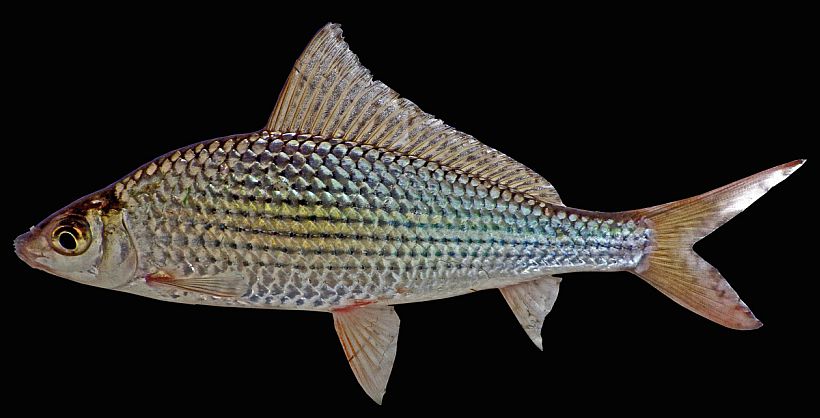 Adult from the Mekong River basin.