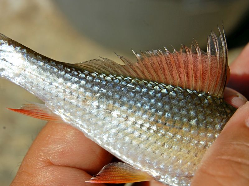 Detail of dorsal fin and central portion of body; specimen from Central Java.