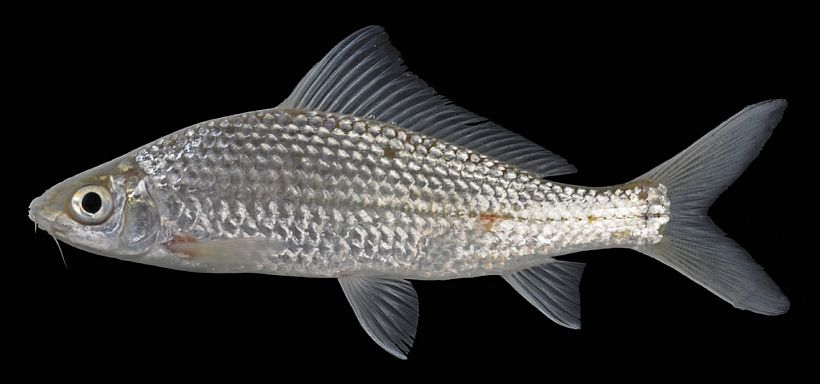 Subadult from the Mekong.