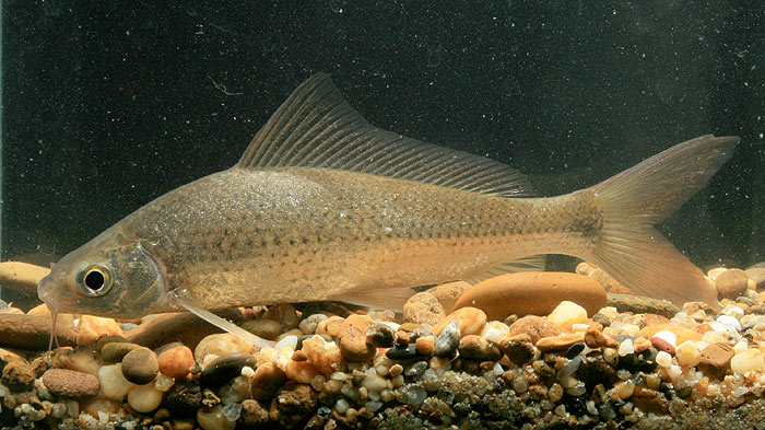 Another individual from Thailand.
