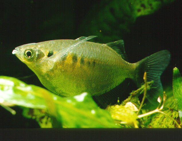This species possesses a number of short dark bars on the anterior portion of the body.