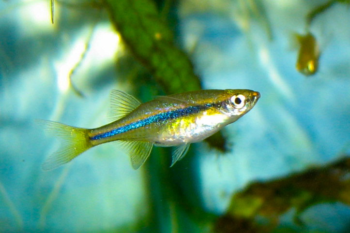 Individual without spots on the lateral stripe.