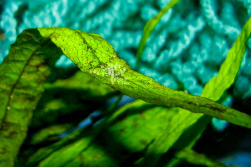 Eggs are normally deposited on a flat leaf, near the water surface.