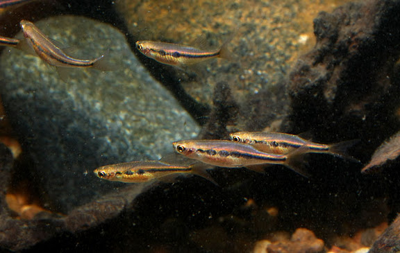 In most individuals the lateral stripe forms a series of round spots.