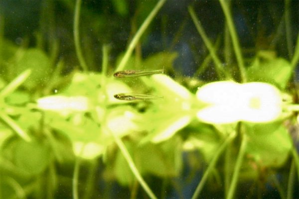 Aquarium-bred fry.