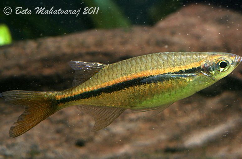 L. fasciata is characterised by a longitudinal dark stripe on the body.