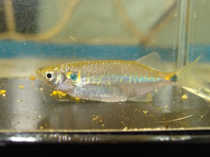 Specimen from the UK aquarium trade.