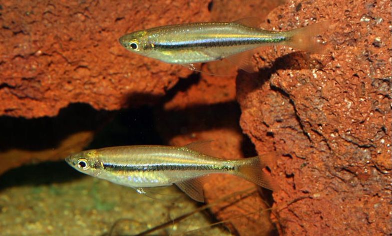 Putative adult pair; male at top.