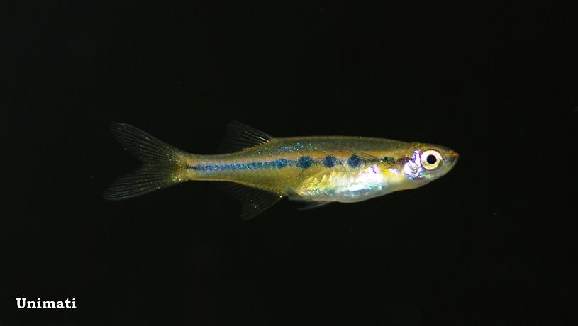 Adult individual from the Danish aquarium trade.
