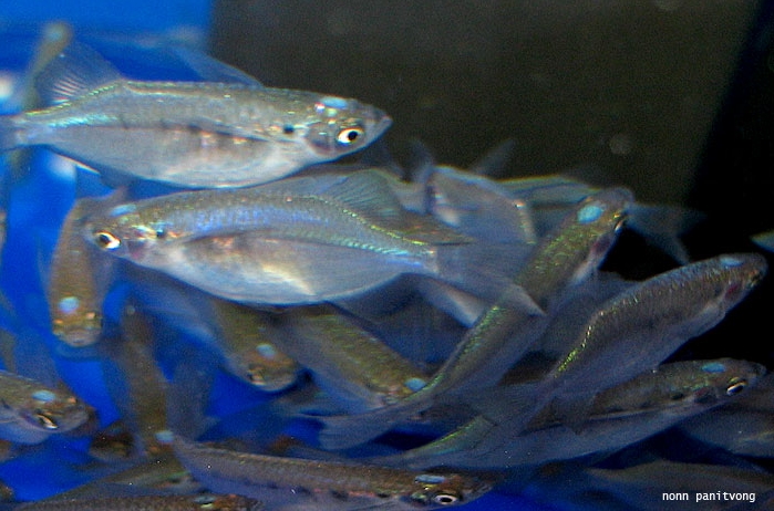 Fish on sale in Bangkok, Thailand. Note the diagnostic blue spot on the top of the head.