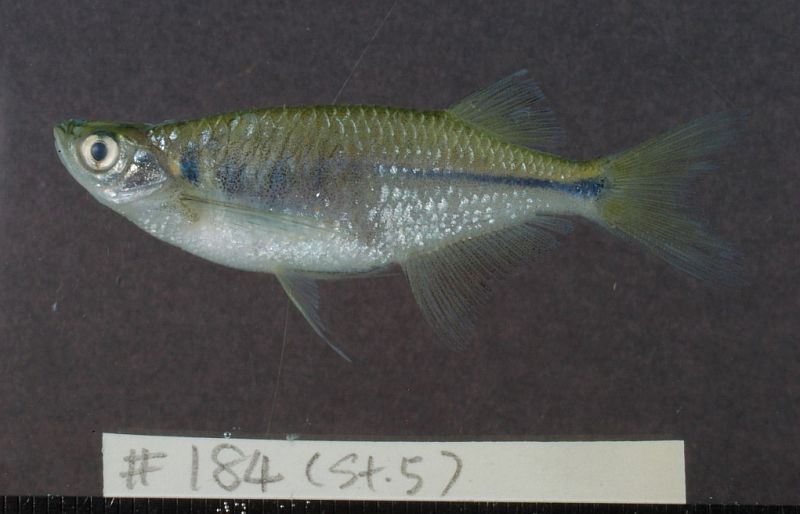 Specimen from the Mekong River at Hong Nong Phi, Vientiane province, Laos.